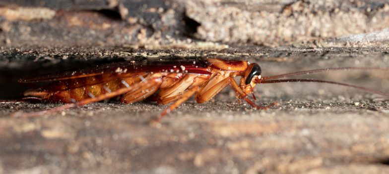 Cómo identificar una plaga invasora: infestación de cucarachas