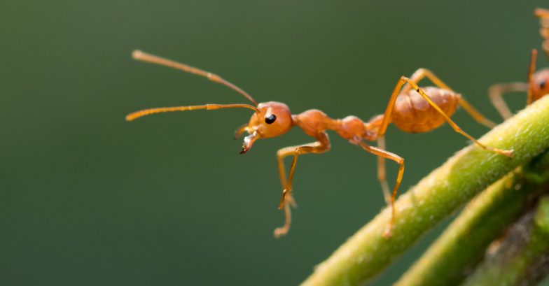 Cómo identificar la plaga invasora: plaga de hormigas