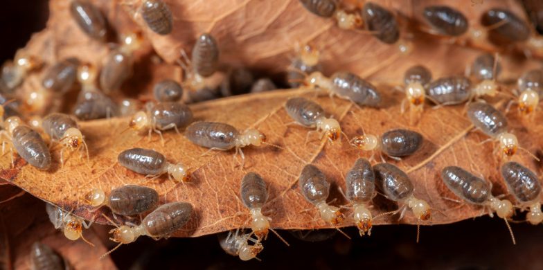 Cómo identificar una plaga invasora: infestación de termitas