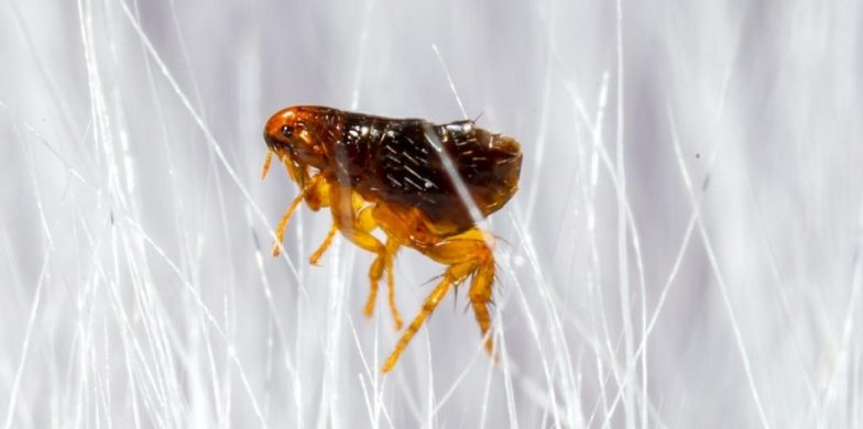Cómo identificar el parásito invasor: infestación por pulgas