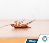 ¿Quieres saber si hay nidos de cucarachas en tu casa?  competencia