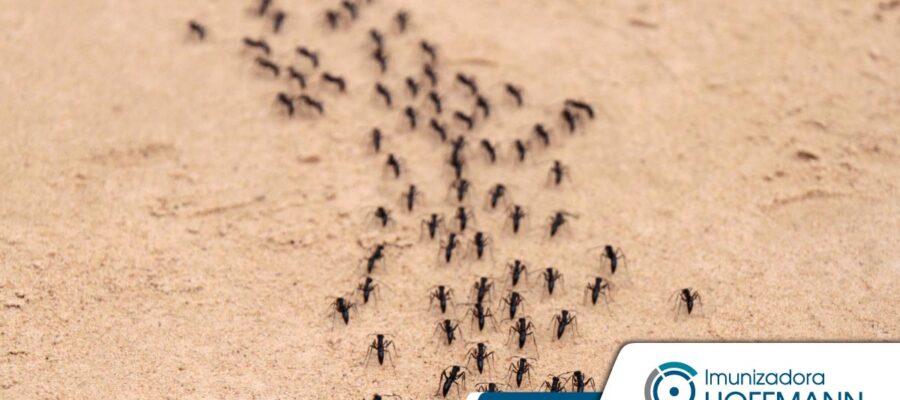 Descubre cómo eliminar las hormigas con asesoramiento profesional