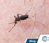 Cómo protegerse del dengue