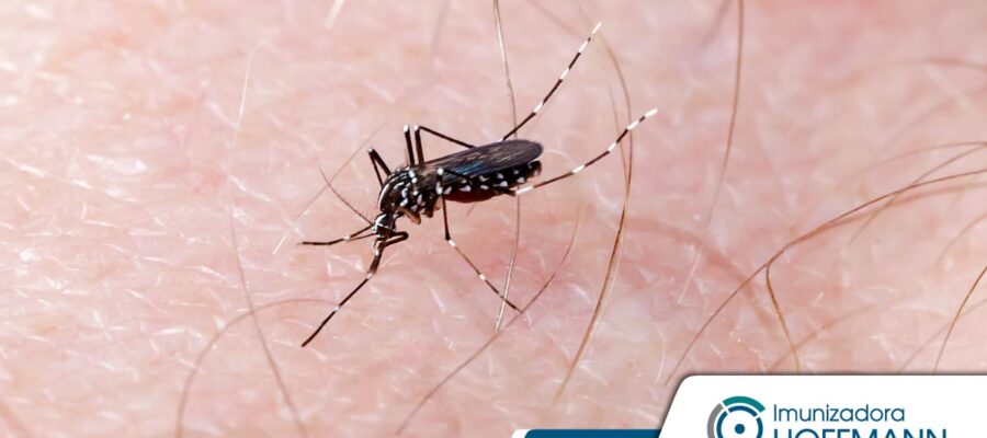 Cómo protegerse del dengue