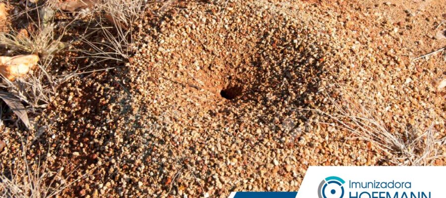 Dedetização de Formigas: saiba como funciona o serviço