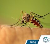 Riesgos de fiebre amarilla en ciudades brasileñas