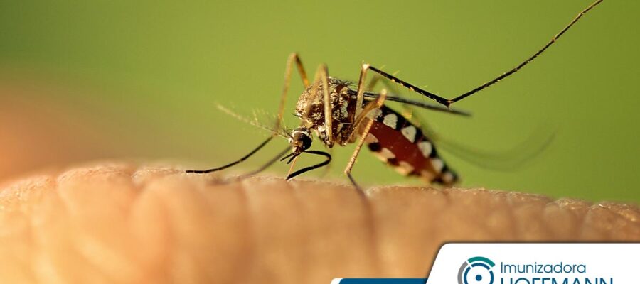Riesgos de fiebre amarilla en ciudades brasileñas