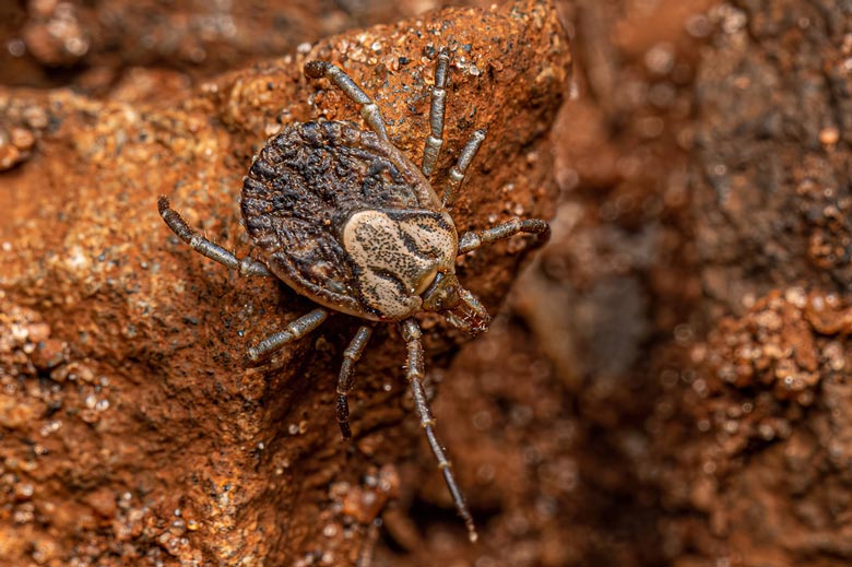 Garrapata estrella (Amblyomma cajennense)
