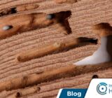 ¿Has encontrado termitas en tus muebles? Sepa que hacer ahora
