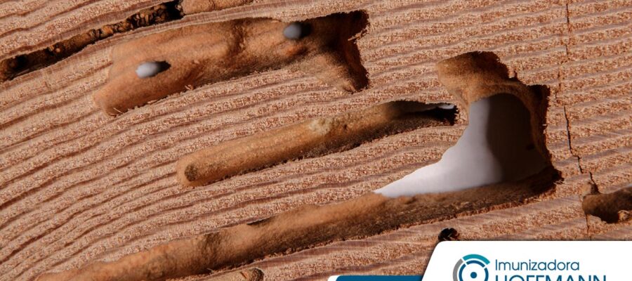 ¿Has encontrado termitas en tus muebles?  Sepa que hacer ahora