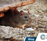 Cómo eliminar ratones y ratas conociendo sus hábitos