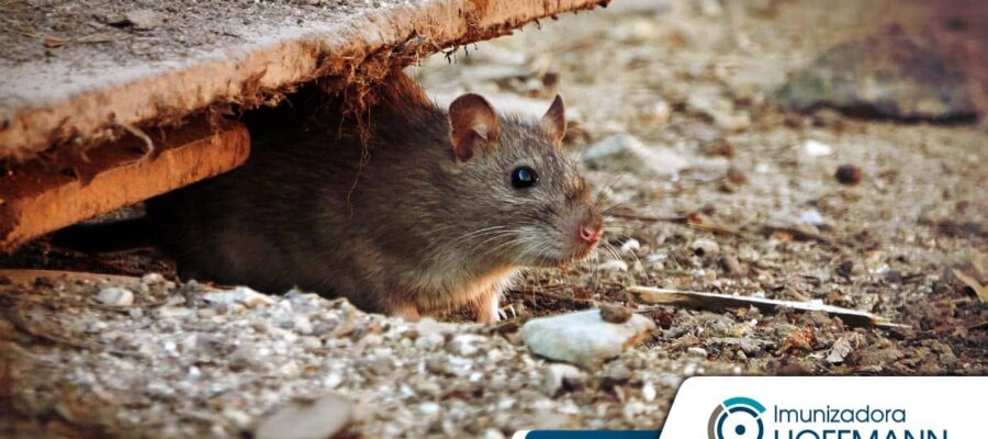 Cómo eliminar ratones y ratas conociendo sus hábitos