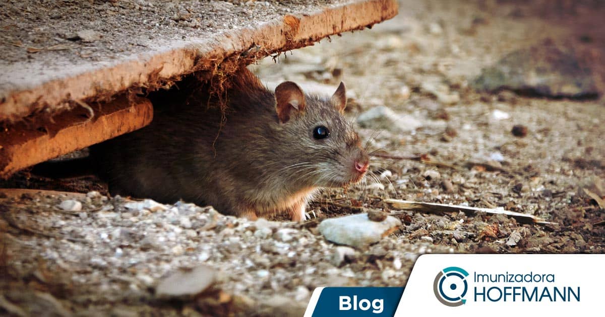 Cómo eliminar ratones y ratas conociendo sus hábitos