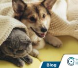 6 enfermedades transmitidas por parásitos a las mascotas