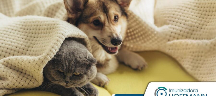 6 enfermedades transmitidas por parásitos a las mascotas