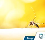 Descubre qué insectos del verano son los más preocupantes