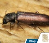 El insecto confundido con la termita.