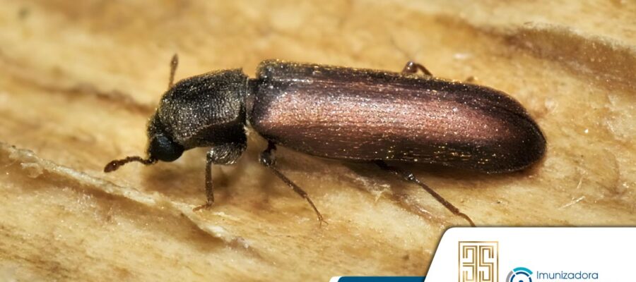 El insecto confundido con la termita.