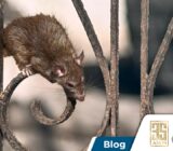 Las 7 peores enfermedades causadas por plagas urbanas