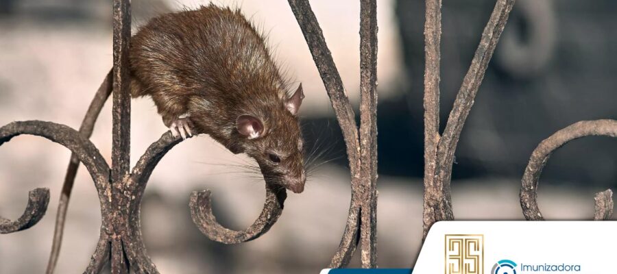 Las 7 peores enfermedades causadas por plagas urbanas