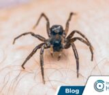 Mordedura de araña: síntomas y primeros auxilios.