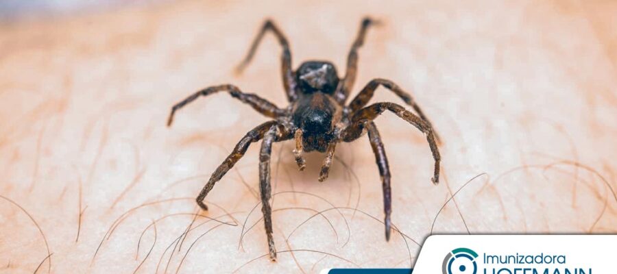 Mordedura de araña: síntomas y primeros auxilios.