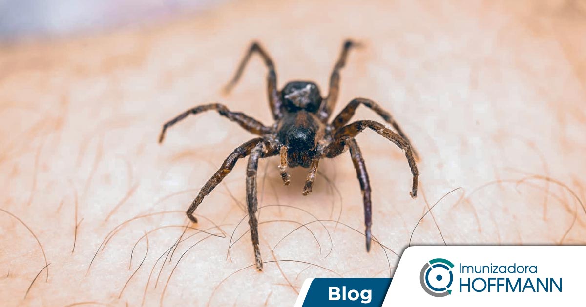 Mordedura de araña: síntomas y primeros auxilios.