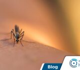 Repelentes de mosquitos naturales para usar en casa