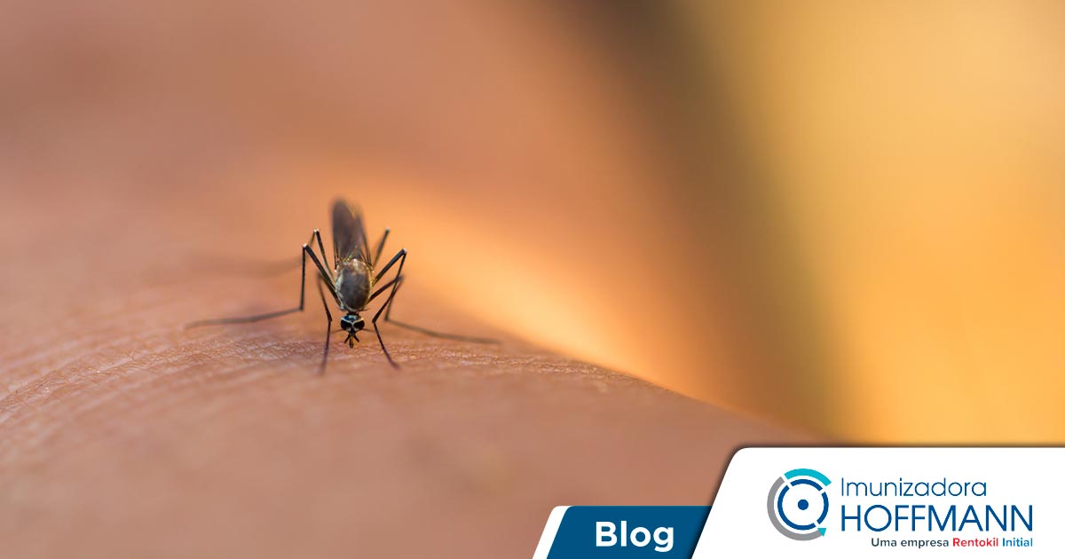 Repelentes de mosquitos naturales para usar en casa