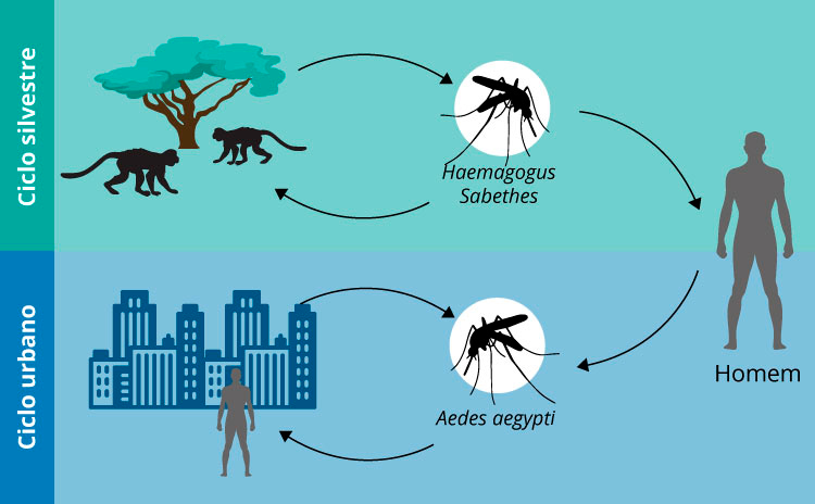Ciclo de transmisión de la fiebre amarilla