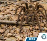 ¿Araña que come pájaros? Mira este y otros datos interesantes.