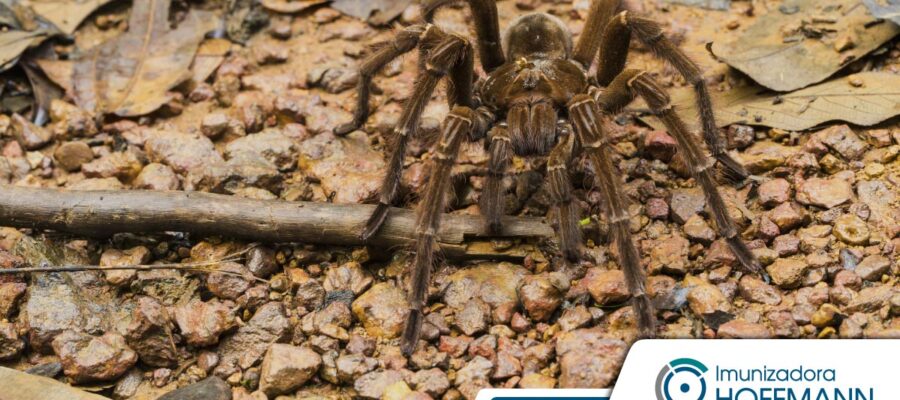 ¿Araña que come pájaros?  Mira este y otros datos interesantes.