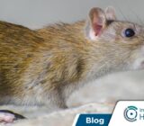 ¿Es peligroso el ratón? Comprender los riesgos de una infestación