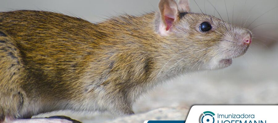 ¿Es peligroso el ratón?  Comprender los riesgos de una infestación