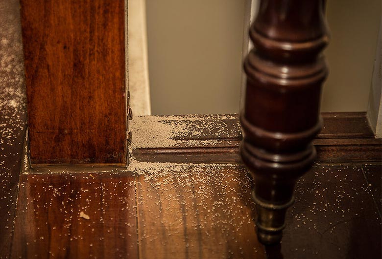 Harina de termitas en muebles de madera