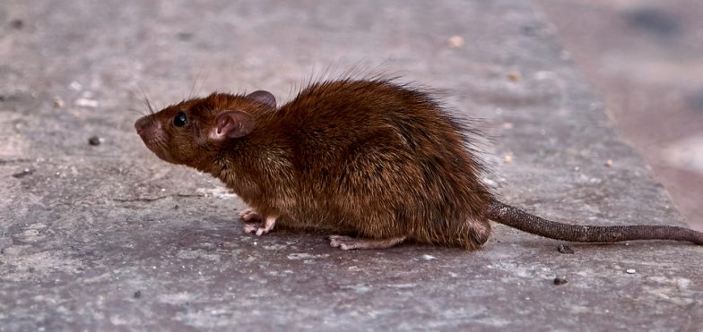 Cómo identificar la plaga invasora: infestación de ratas