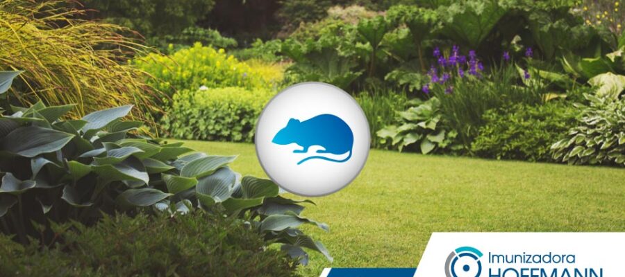 Ratos no jardim: o que fazer para controlar essa praga?